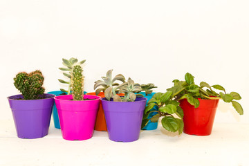 cactus and succulents in colorful pots on white background