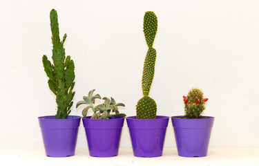 cactus and succulents in colorful pots on white background