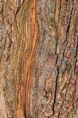 The texture of the tree trunk. Текстура ствола дерева.