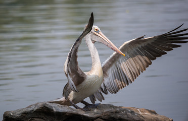Spot-Billed Pelican (Pelecanus philippensis)