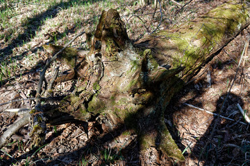 Wooden stump in spring forest, good for meditation and mind cleaning