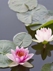 Vertical line of sweet pink and white petals lotuses or water lilies floating on the surface of water in natural lake, river or swamp in natural park in Spring and Summer season