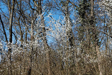 Blossom white flower on tree in fresh forest, spring weather