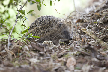 Naklejka premium igel garten laub natur