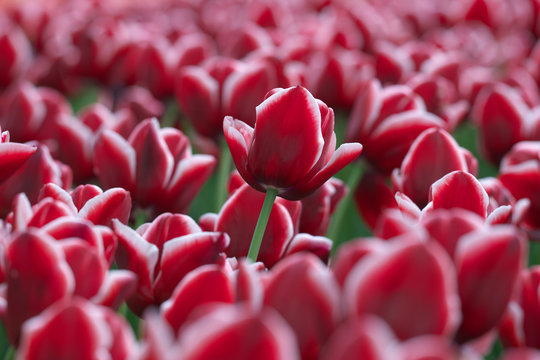 「ラーレ」の写真素材 171件の無料イラスト画像 Adobe Stock