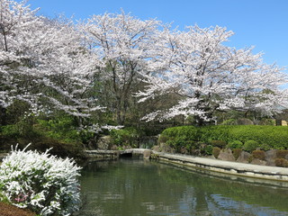 桜が咲く柏の葉公園の日本庭園