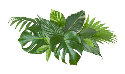 Spot of exotic plant green leaves isolated on white background