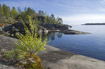 Fototapeta premium A small birch on the rocky shore of Lake Ladoga.