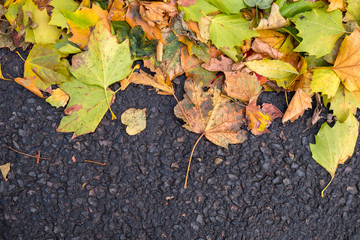 Brown, Yellow Leaves on the ground. In Spring, Autumn.