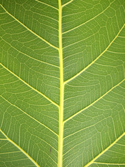 green leaf texture closeup