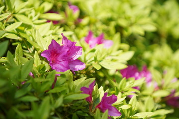 Fototapeta premium 20180413