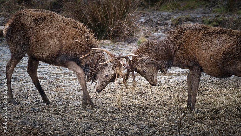 Poster a close up image of a pair of red stags fighting and locking their antlers