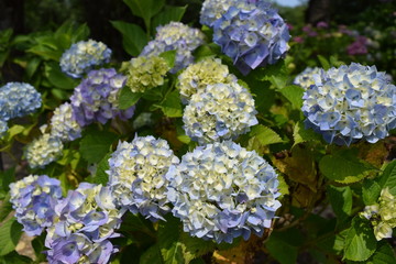 アジサイ ピンクドリーム