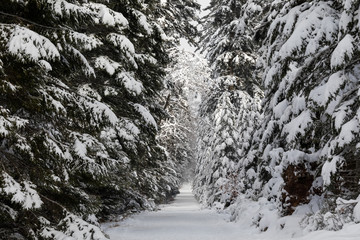 Winterwanderweg im Hochschwarzwald