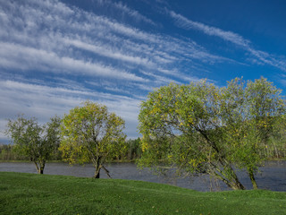trees grow on the green Bank of the river and above them the blue sky with clouds in the form of white stripes