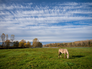 grey horse grazing on a large green meadow and above it a blue sky with clouds in the form of white...