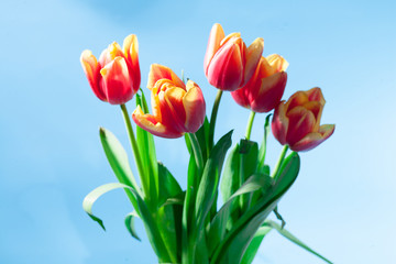 Spring easter tulips in bucket on background.