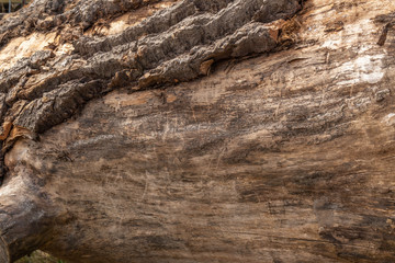 Rinde und Stamm eines großen Baumes