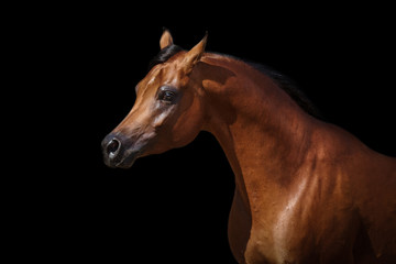 Portrait of a bay arabian horse on black background isolated