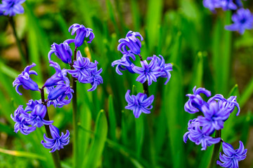 spring purple flowers on green background.Hyacinths close-up, textures