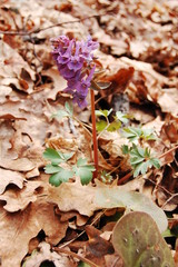 Corydalis cava, Hollow Corydalis