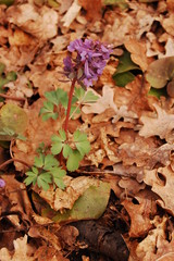Corydalis cava, Hollow Corydalis