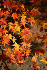 Autmun red leaves around Arashiyama in Kyoto, Japan
