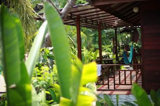 Luxurious tropical plants in a spa resort with hammock on the terrace in the jungle