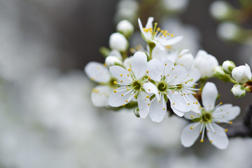 Beautiful Flowering fruit trees with blurred background. Spring garden. Early flowering in the spring garden.