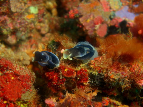 True sea slugs
