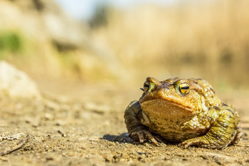 Frog animal close portrait in nature environment 