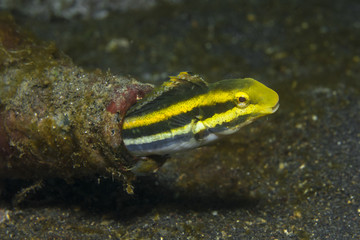 Kurzkopf-Säbelzahnschleimfisch