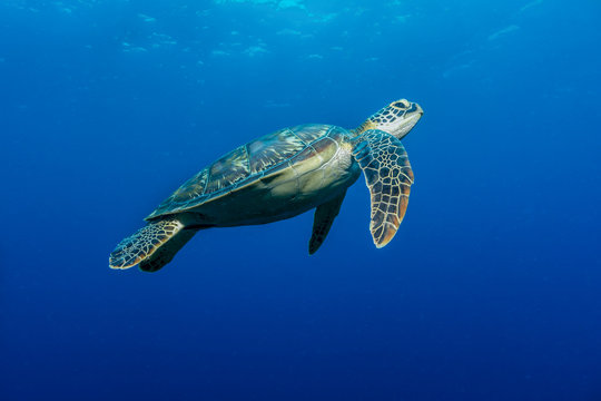 Meeresschildkröte (Chelonia mydas)