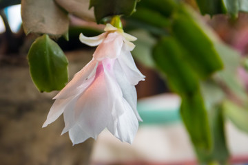 White-pink blooming Christmas cactus (Schlumbergera) in flower pot