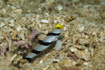 Gelbschnauzengrundel (Stonogobiops xanthorhinica)