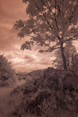 Landschaft in Infrarot