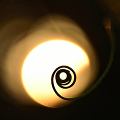 swirl plant with sun background