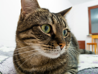 Beautiful elegant cat lying on the bed in the bedroom. Muzzle close to the frame. Bright room and charming pet