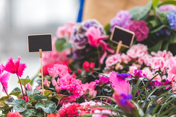 Colorful blooming flowers in pots with empty tags