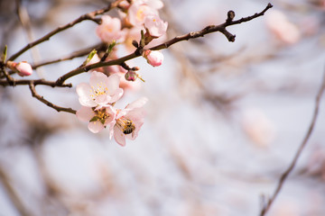 Branches of a flowering almond tree in the gentle sunlight of a spring garden. Delicate flowers and bees collecting nectar.
