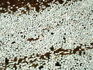 川面に浮かぶ花筏
