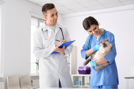 Young veterinarians examining cat in clinic