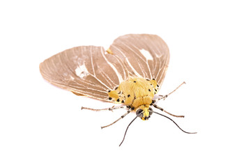 night butterfry isolated on white