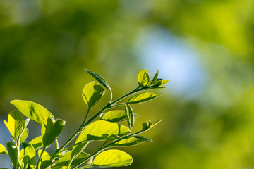 空へ向かって伸びる新芽