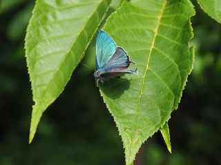 ジョウザンミドリシジミ