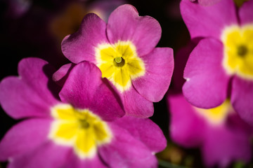Fototapeta na wymiar Blooming primrose at the begining of spring