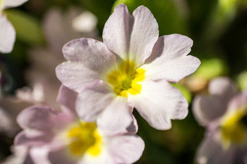 Blooming primrose at the begining of spring