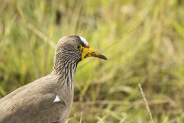 African wattled lapwing