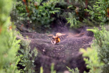 spider Agelena labyrinthica 