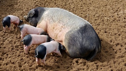 Schwein rosa-Schwarz, Muttersau und Ferkel